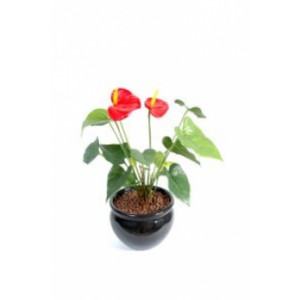 Plante fleurie anthurium - Hauteur : 45 cm