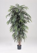 Arbre longifolia semi naturel 