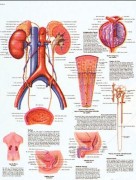 Planche anatomique