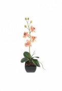 Plante fleurie phalaenopsis small