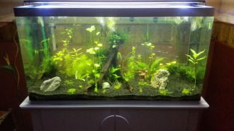 Aquarium en plexiglas