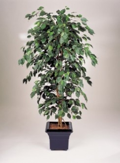 Arbre ficus semi naturel - Devis sur Techni-Contact.com - 1