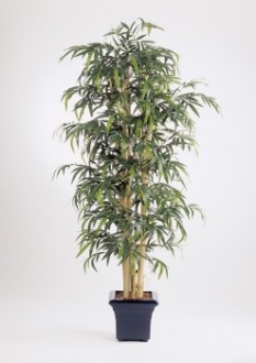 Arbre giant bamboo - Devis sur Techni-Contact.com - 1