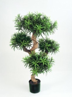 Arbre podocarpus semi naturel - Devis sur Techni-Contact.com - 1