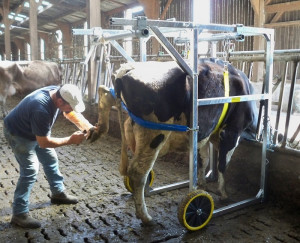 Cage de parage vache laitière - Devis sur Techni-Contact.com - 2