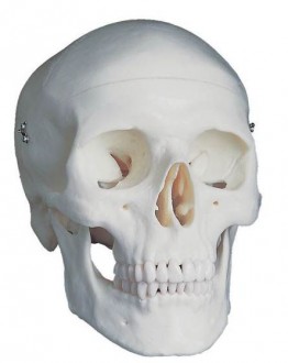 Crâne maquette - Devis sur Techni-Contact.com - 1
