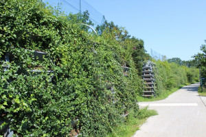 Mur anti bruit végétal