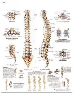 Planche anatomique de la colonne vertébrale