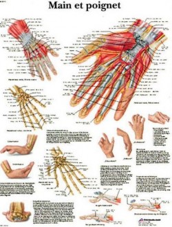 Planche anatomique de la main et du poignet - Devis sur Techni-Contact.com - 1