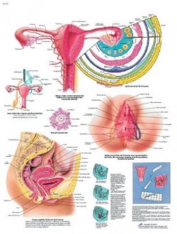 Planche anatomique des organes génitaux féminins