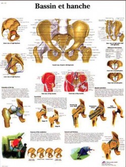 Planche anatomique du bassin et de la hanche - Devis sur Techni-Contact.com - 1