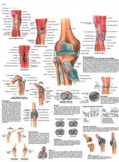 Planche anatomique du genou