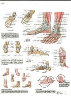 Planche anatomique du Pied et de la cheville