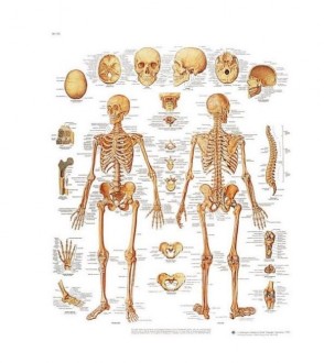 Planche anatomique du squelette humain - Devis sur Techni-Contact.com - 1