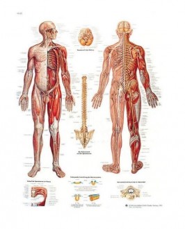 Planche anatomique du système nerveux