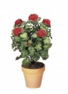 Plante d'extérieur geranium - Devis sur Techni-Contact.com - 1