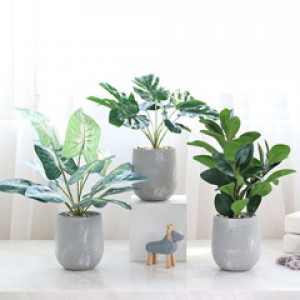 plante en pot - Devis sur Techni-Contact.com - 1