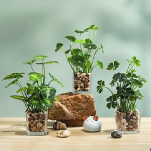 plante en verre Cailloux - Devis sur Techni-Contact.com - 1