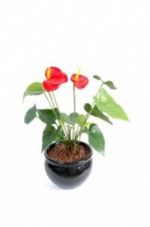 Plante fleurie artificielle anthurium - Devis sur Techni-Contact.com - 1