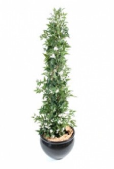 Plante fleurie jasmin - Devis sur Techni-Contact.com - 1